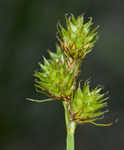 Troublesome sedge